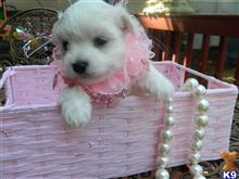 maltese puppy posted by Elegant Babies